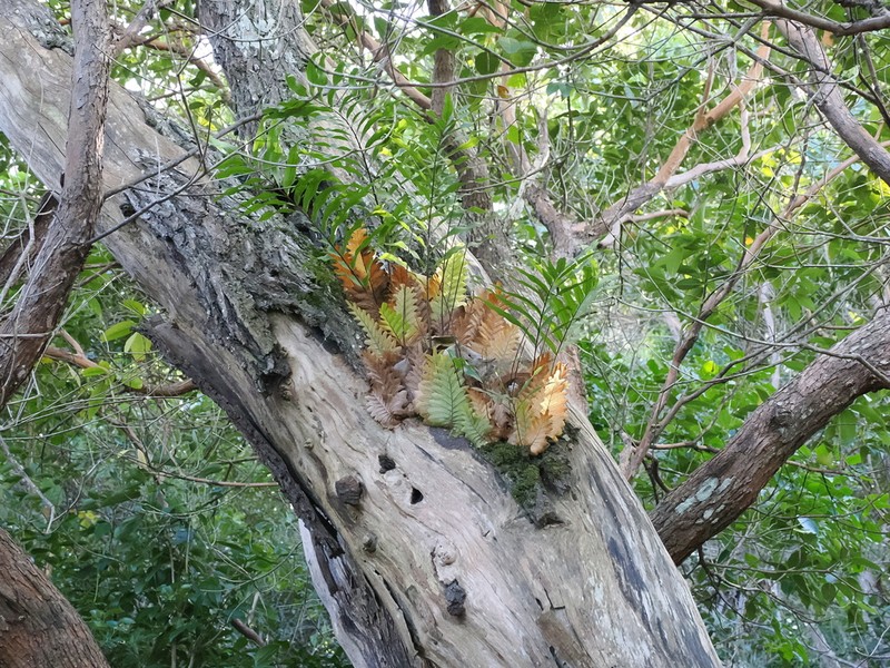 Drynaria rigidula photo 3