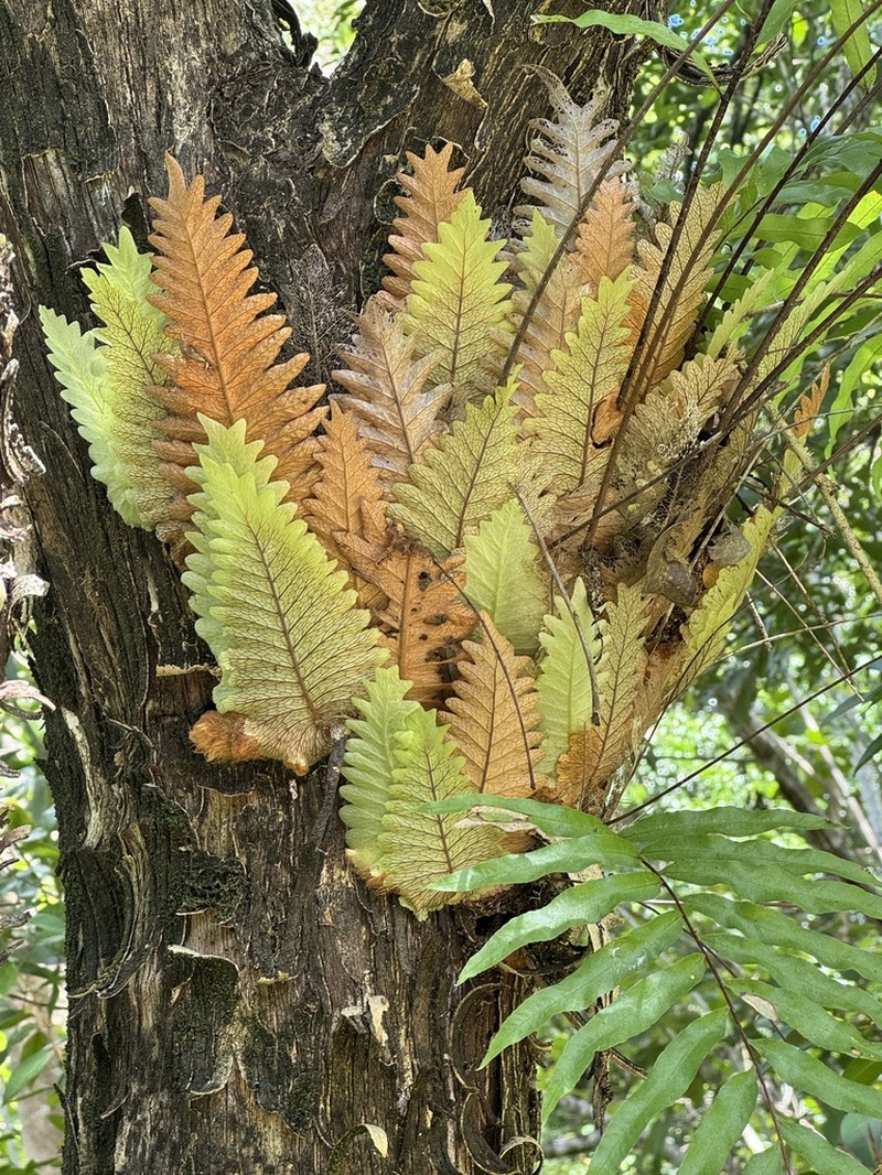 Drynaria rigidula photo 5