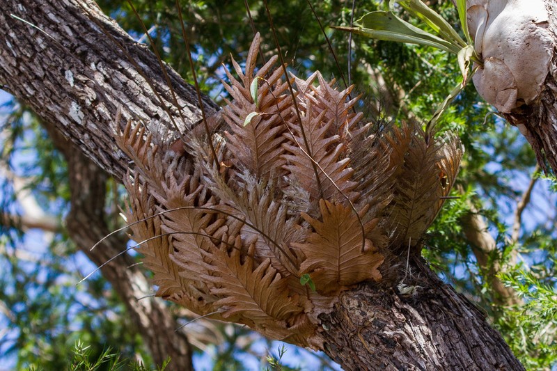 Drynaria rigidula photo 6