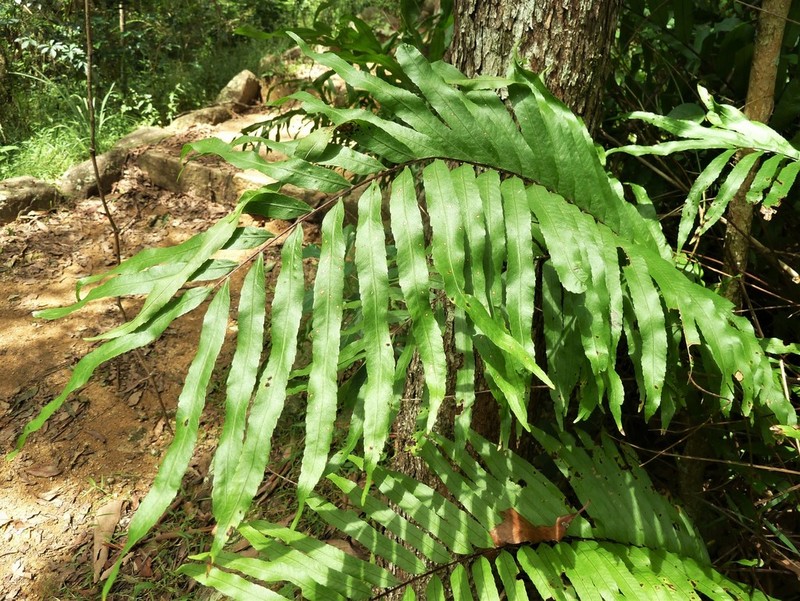 Drynaria rigidula photo 7