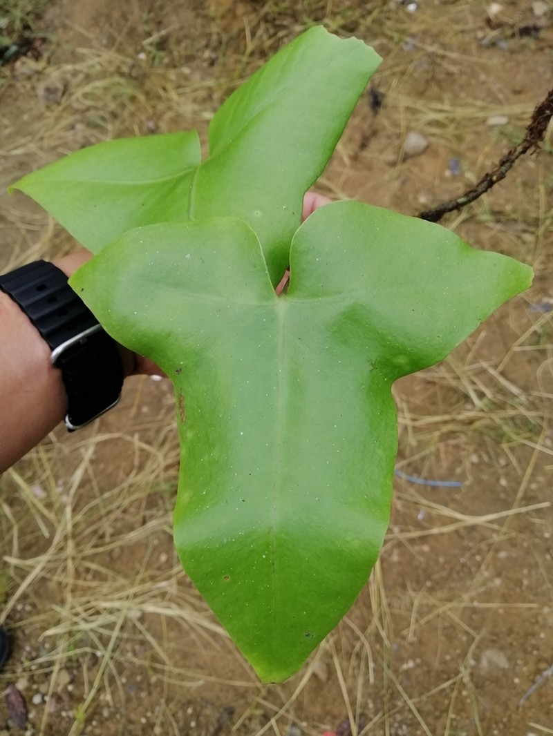Drynaria sagitta photo 2