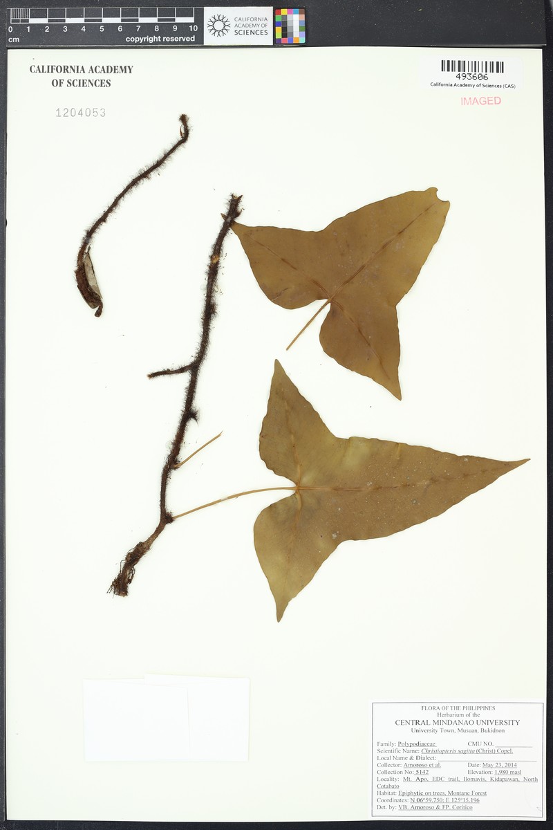 Drynaria sagitta photo 3