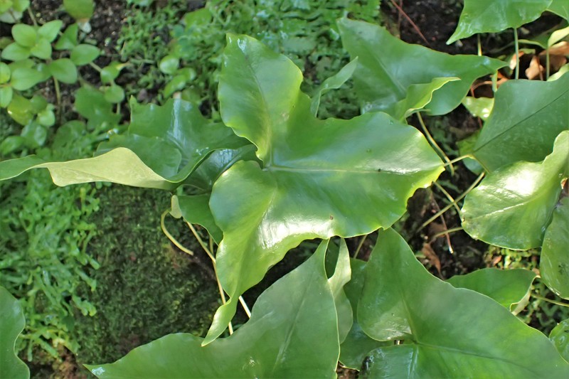 Drynaria sagitta