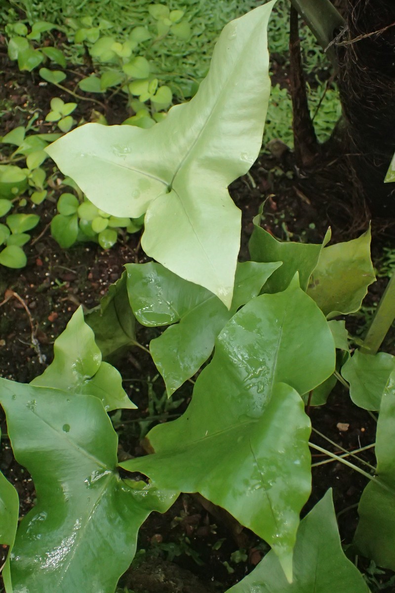 Drynaria sagitta photo 8