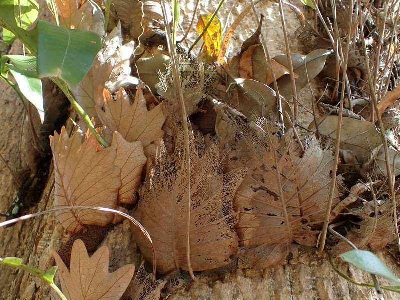Drynaria sparsisora