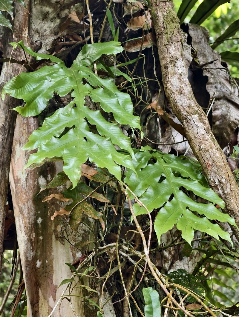 Drynaria sparsisora photo 2
