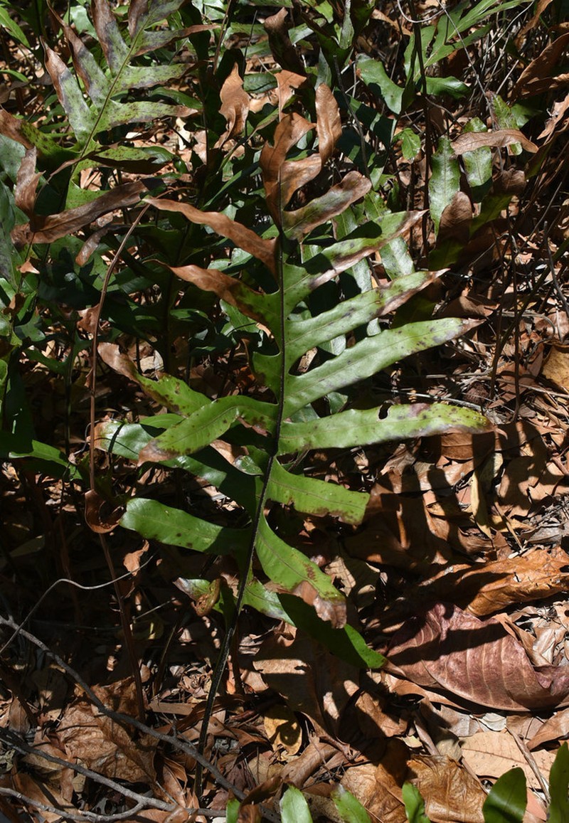 Drynaria sparsisora photo 3
