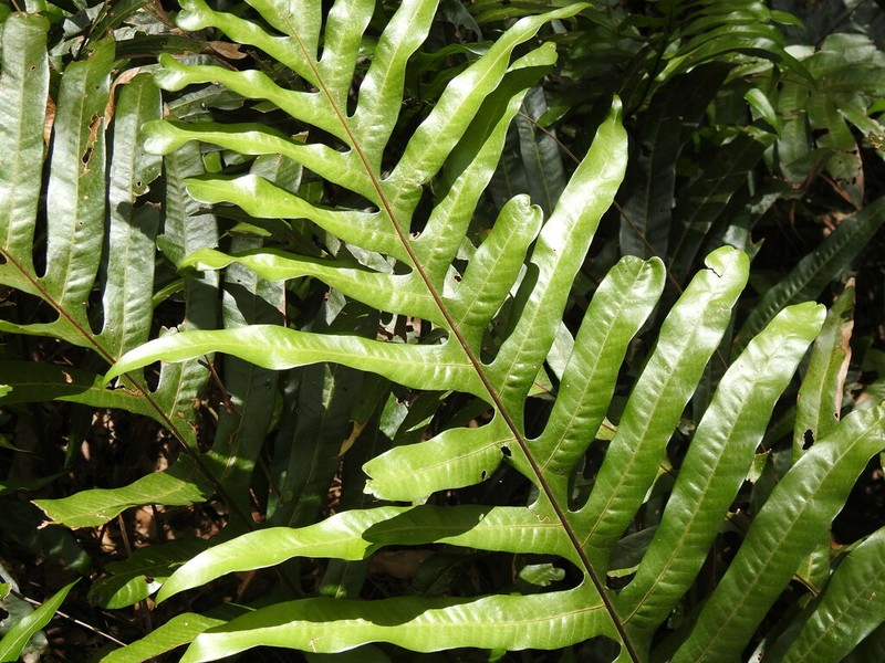 Drynaria sparsisora photo 4