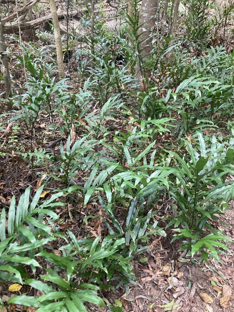 Drynaria sparsisora photo 5