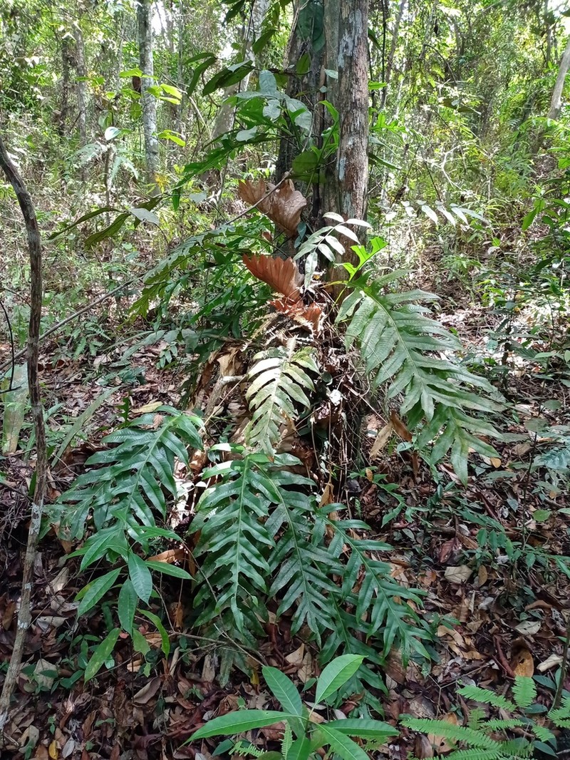 Drynaria sparsisora photo 6