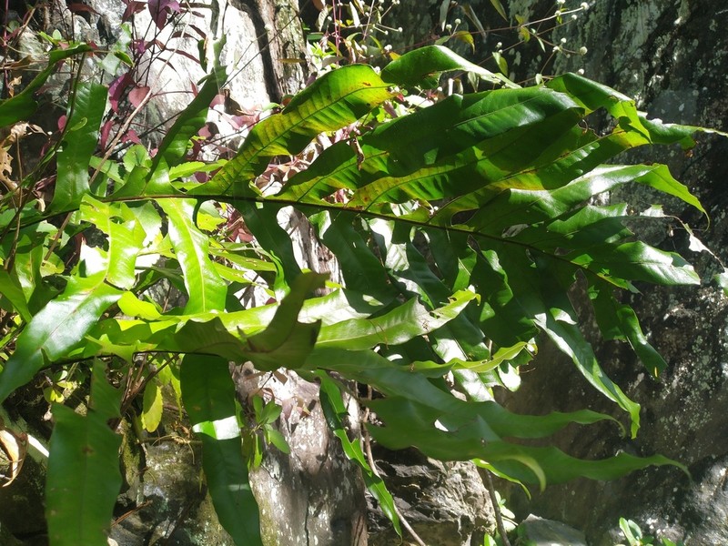 Drynaria sparsisora photo 7