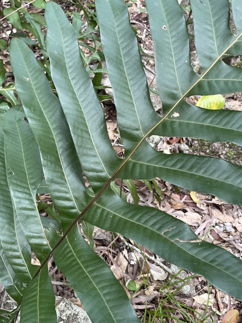 Drynaria sparsisora photo 8