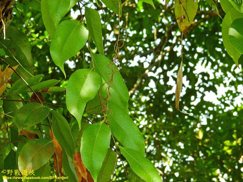 Drynaria speciosa photo 2