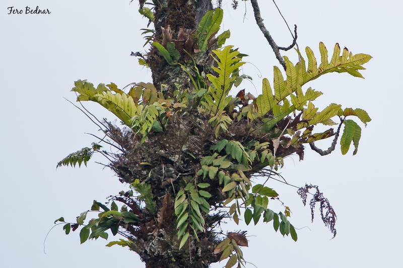 Drynaria speciosa photo 3