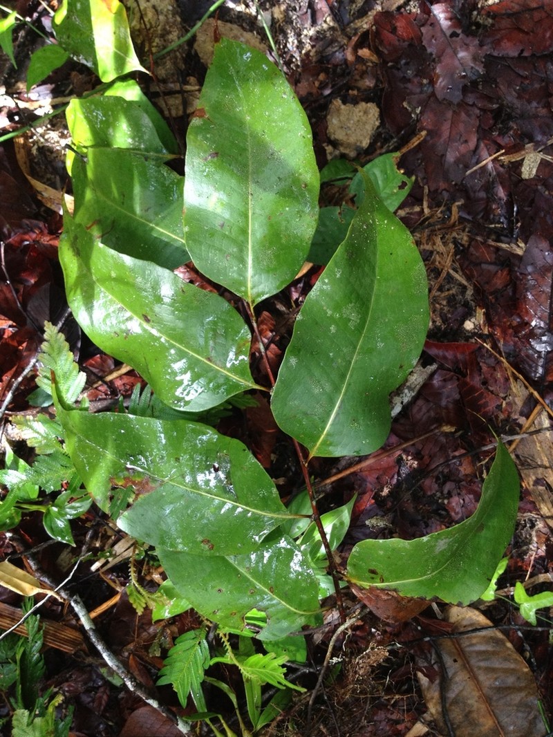 Drynaria speciosa photo 4