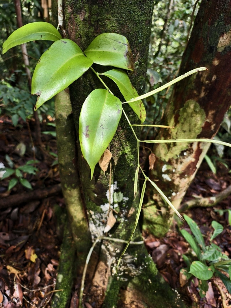 Drynaria speciosa photo 5