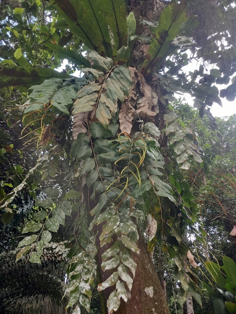 Drynaria speciosa photo 7