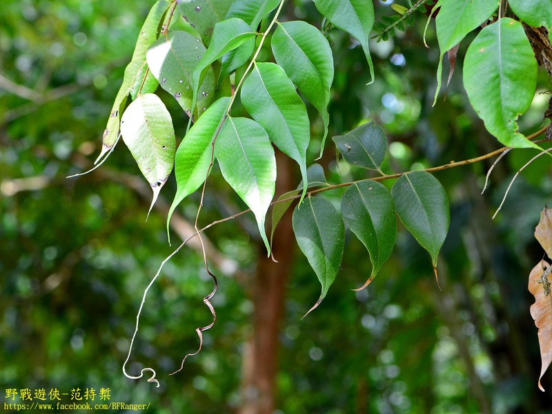 Drynaria speciosa photo 8