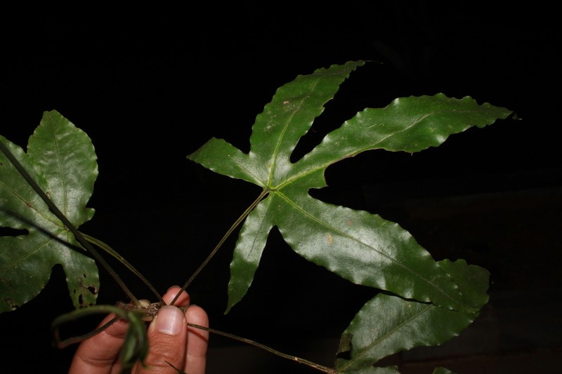 Drynaria tricuspis