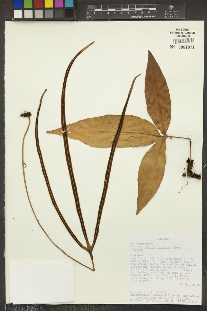 Drynaria tricuspis photo 2