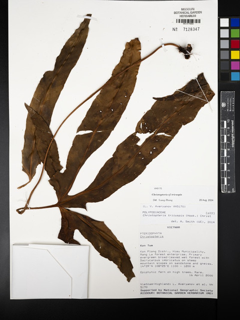 Drynaria tricuspis photo 3