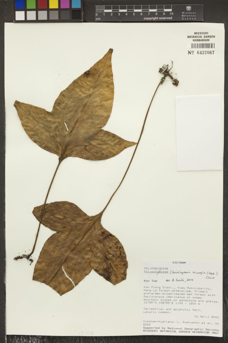 Drynaria tricuspis photo 4