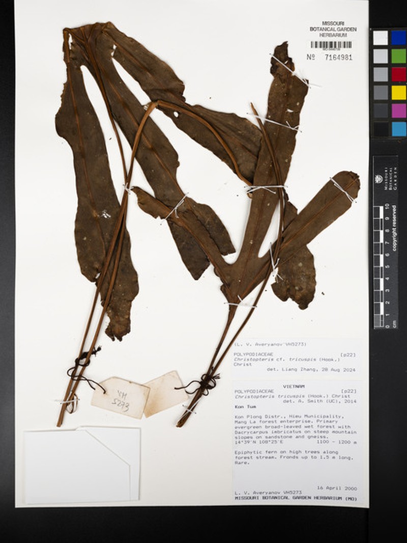 Drynaria tricuspis photo 5