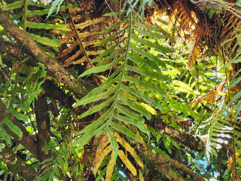 Drynaria volkensii photo 4