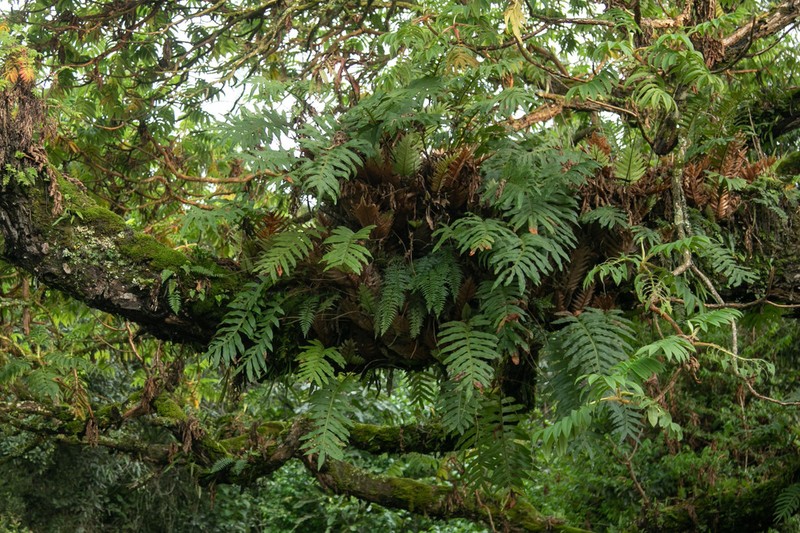 Drynaria volkensii photo 5