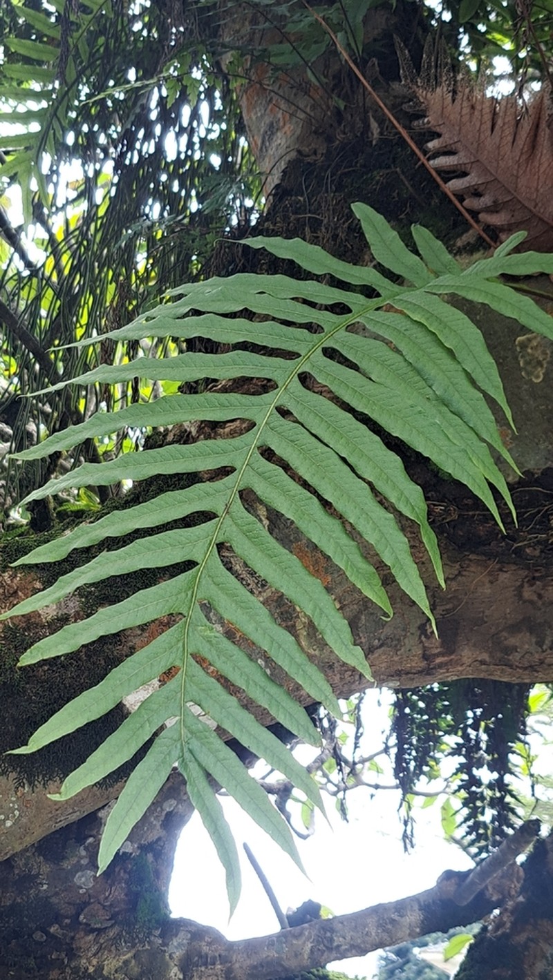 Drynaria volkensii photo 7