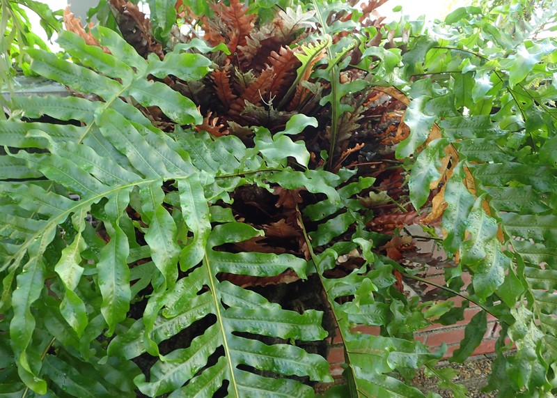 Drynaria willdenowii