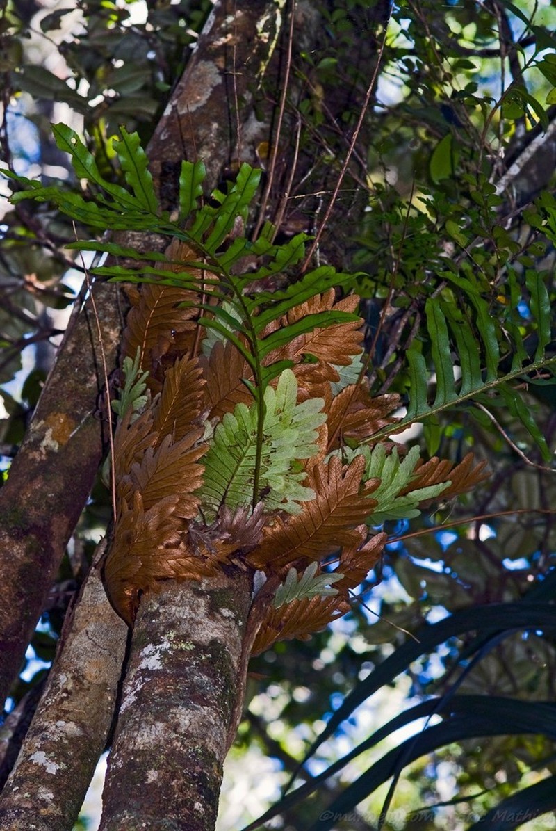 Drynaria willdenowii photo 2