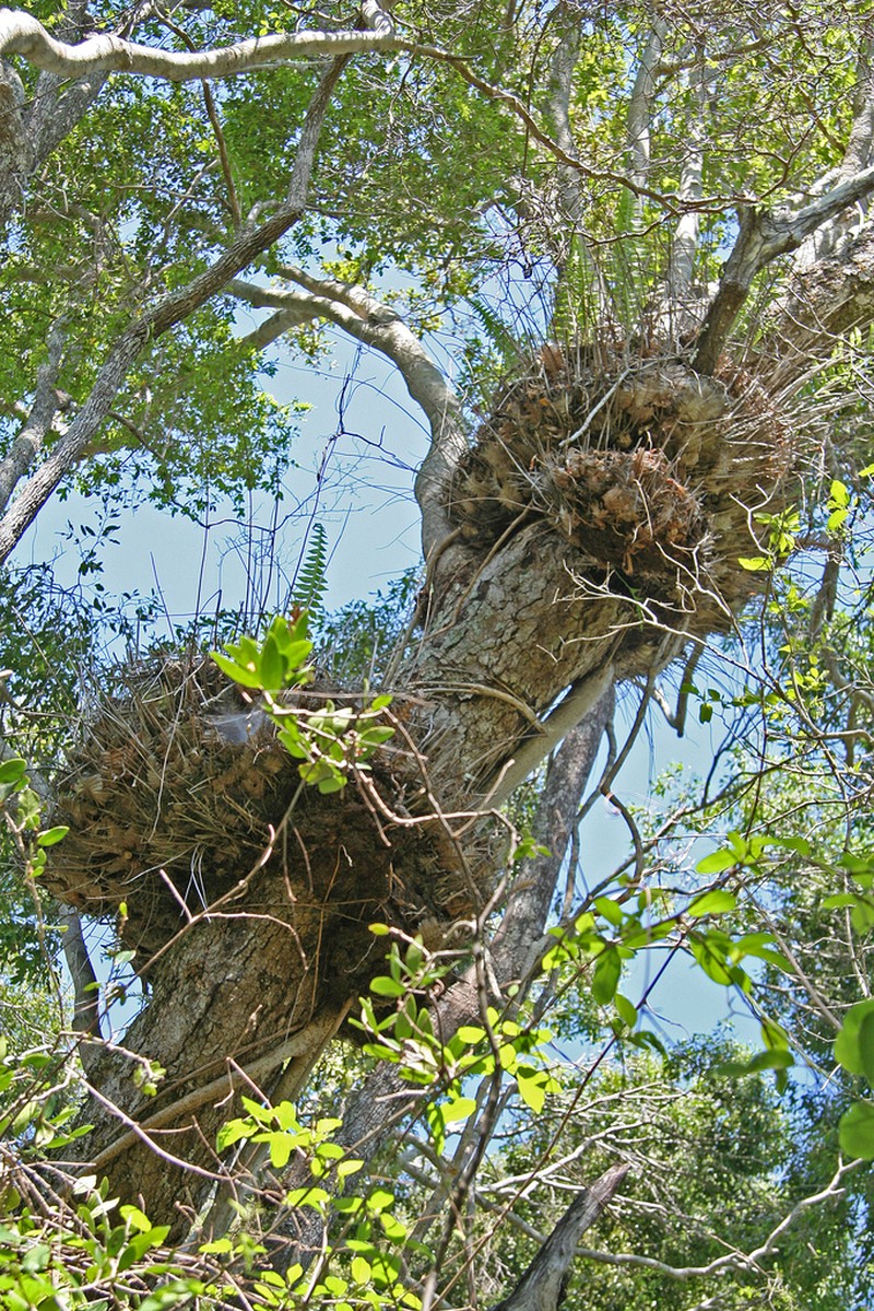 Drynaria willdenowii photo 3