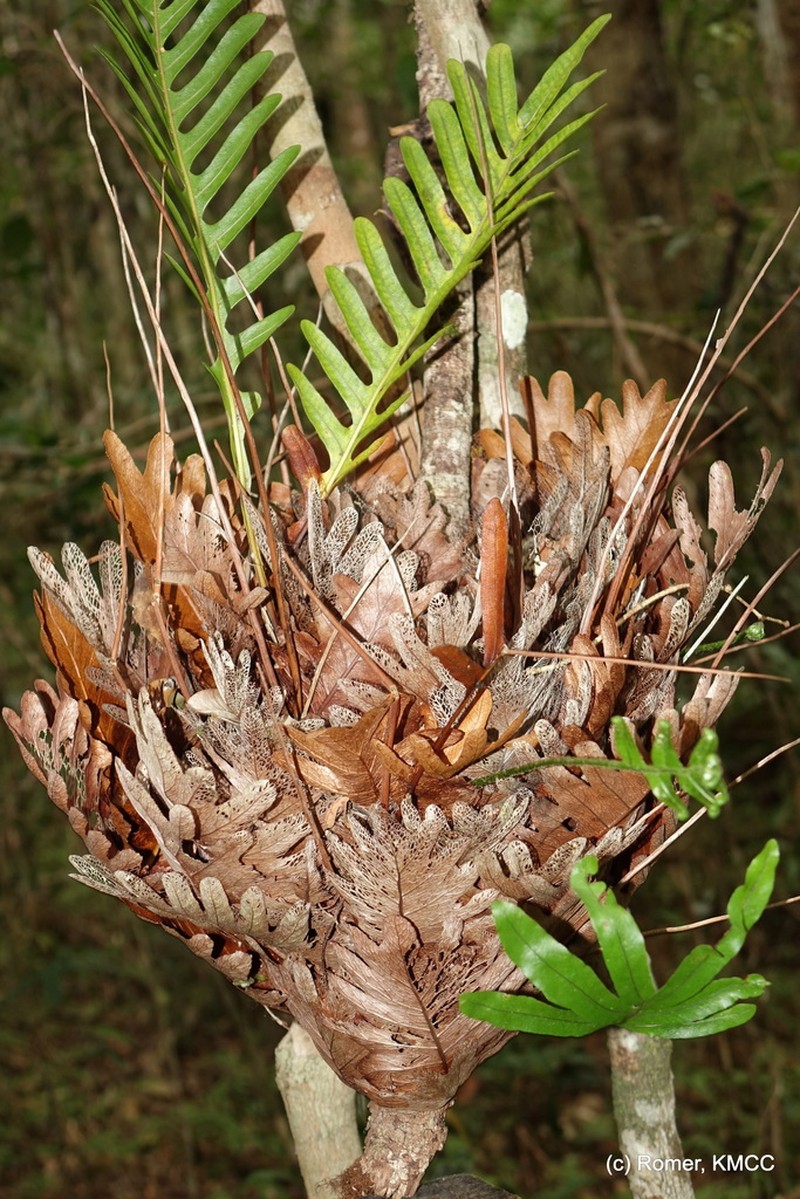 Drynaria willdenowii photo 4