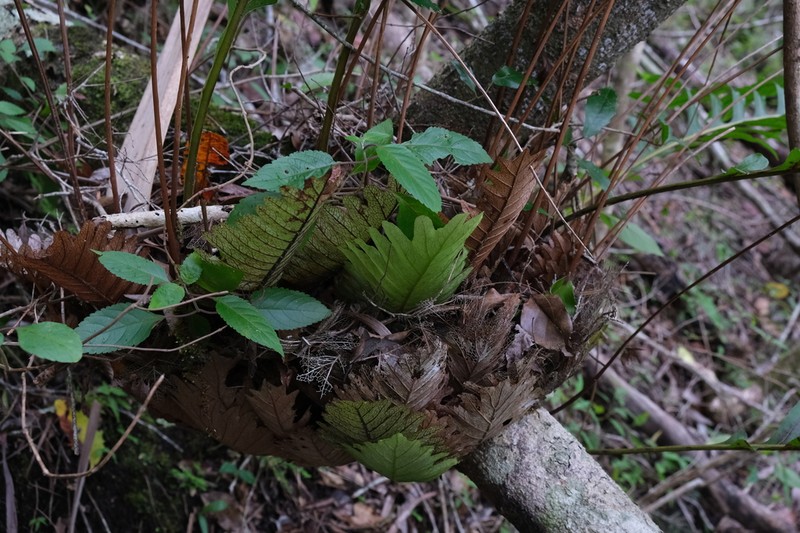 Drynaria willdenowii photo 5