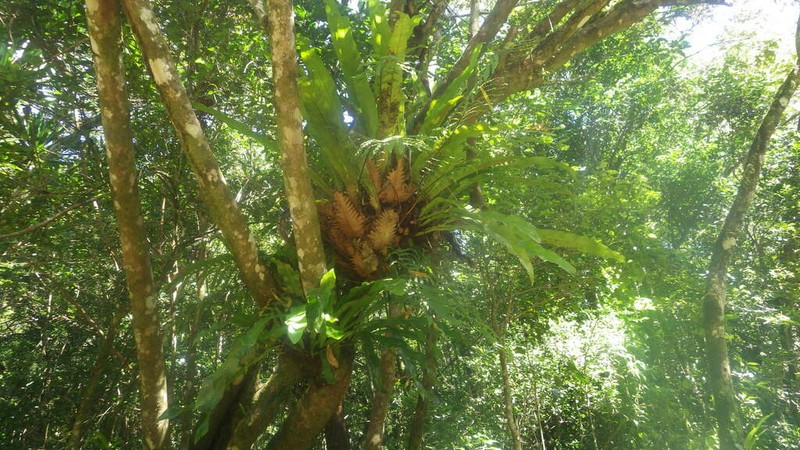 Drynaria willdenowii photo 6