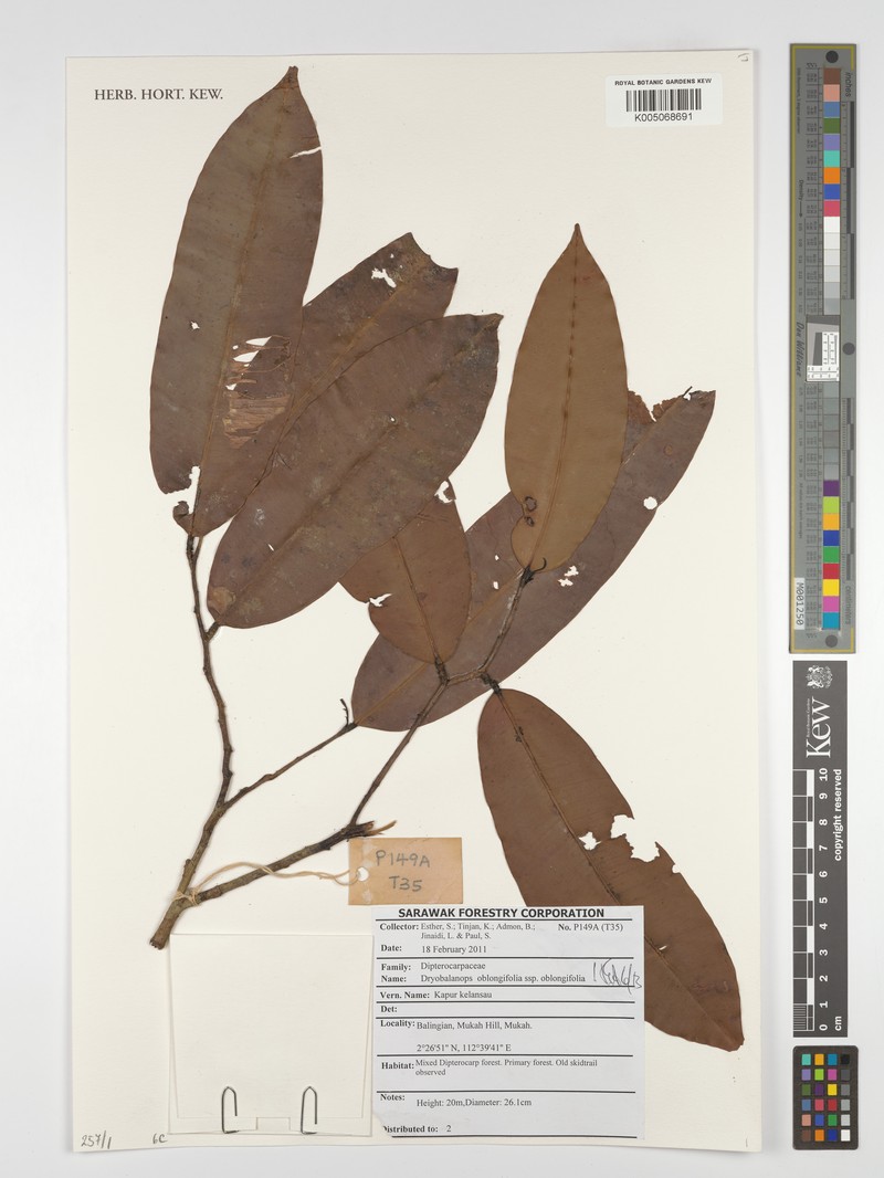 Dryobalanops oblongifolia subsp. oblongifolia