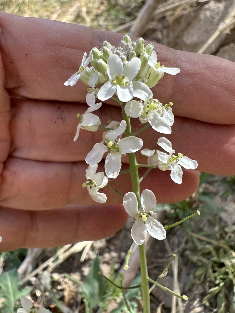 Eared Hedgemustard