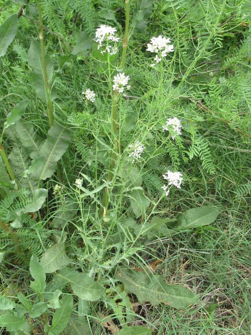 Eared Hedgemustard photo 2