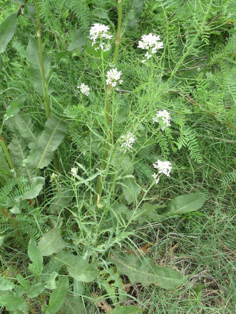 Eared Hedgemustard photo 4