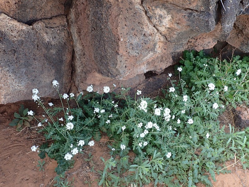 Rockmustard