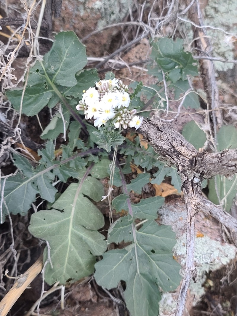 Rockmustard photo 2