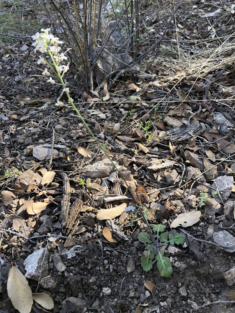 Rockmustard photo 3