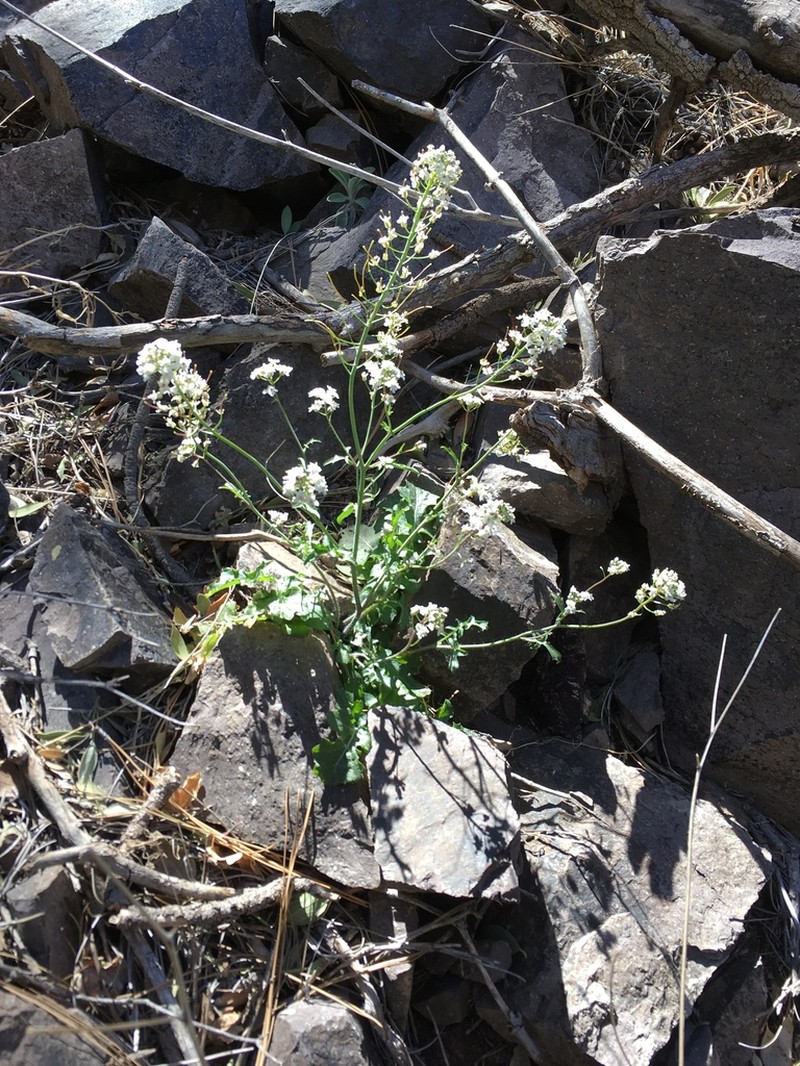 Rockmustard photo 4