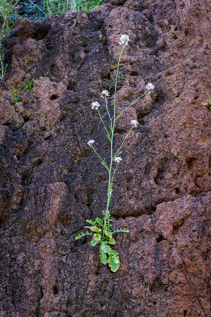 Rockmustard photo 5