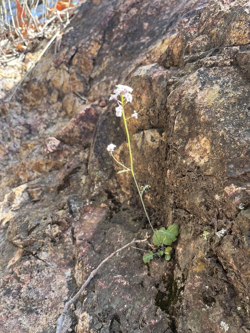 Rockmustard photo 6