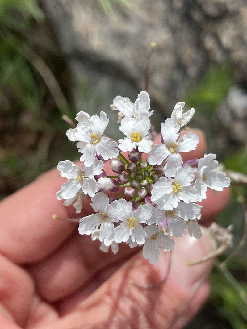 Rockmustard photo 7