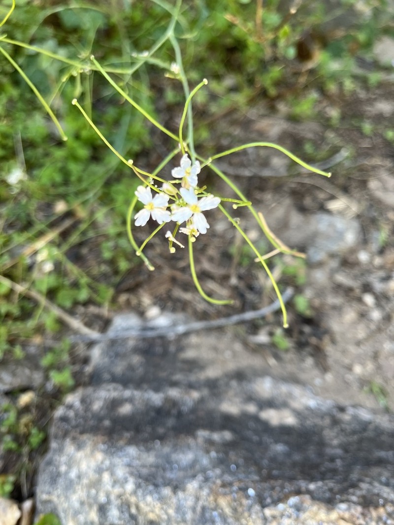 Rockmustard photo 8