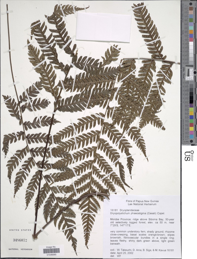 Dryopolystichum phaeostigma photo 2