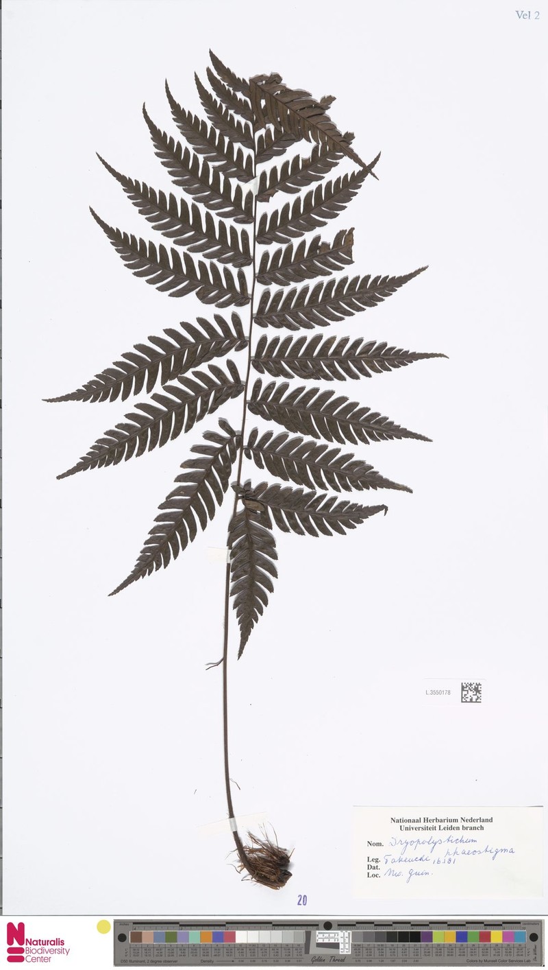 Dryopolystichum phaeostigma photo 3